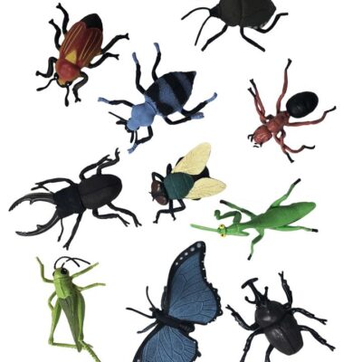 Insect Animal Collection